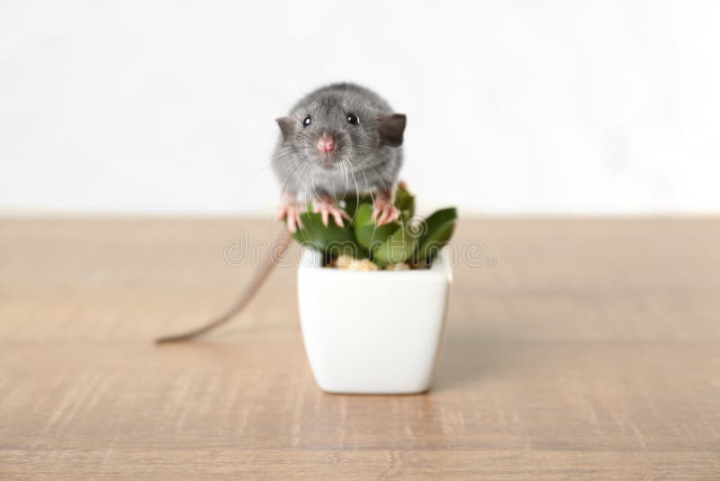 Cute funny rat and decorative plant. On wooden table stock photography