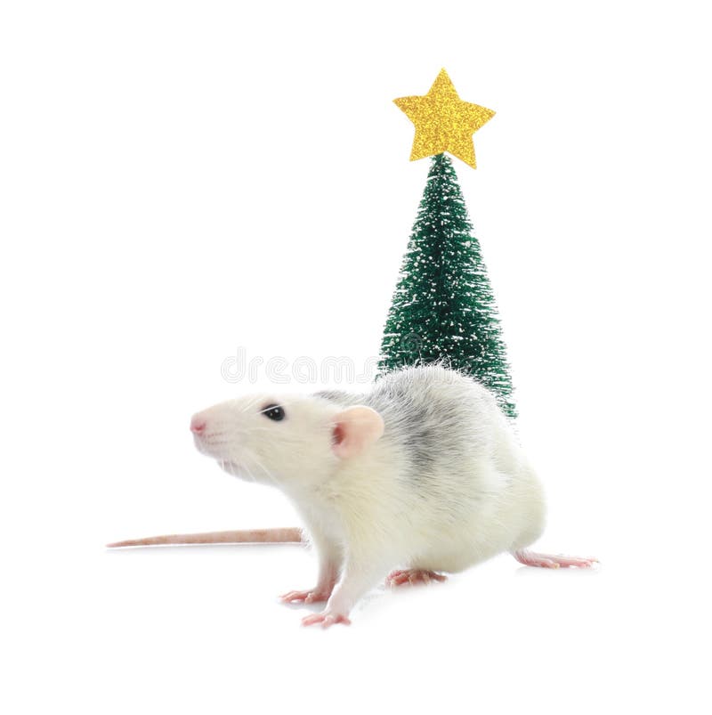 Cute little rat near decorative Christmas tree on background. Chinese New Year symbol. Cute little rat near decorative Christmas tree on white background stock images