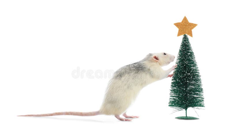 Cute little rat near decorative Christmas tree. Chinese New Year symbol. Cute little rat near decorative Christmas tree on white background. Chinese New Year royalty free stock photo