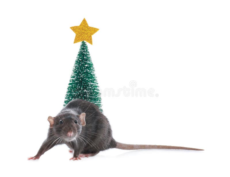 Cute little rat near decorative Christmas tree on background. Chinese New Year symbol. Cute little rat near decorative Christmas tree on white background royalty free stock photography