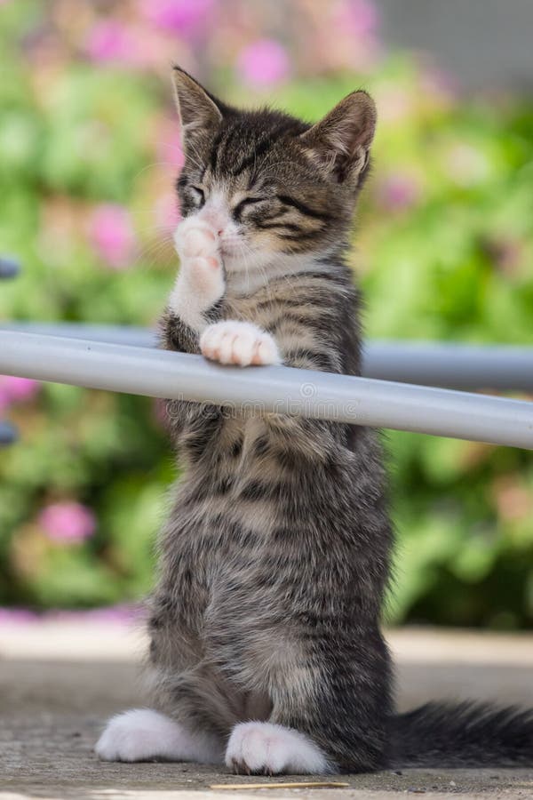 Cute little young black and white tiger cat with blue eyes standing on hind legs and licking and cleaning front paw stock photo