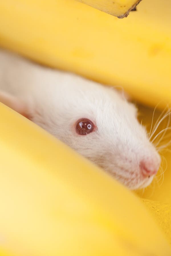 Decorative beige mouse in bananas . rat home on a. Yellow background. symbol of the Chinese new year 2020 royalty free stock photography