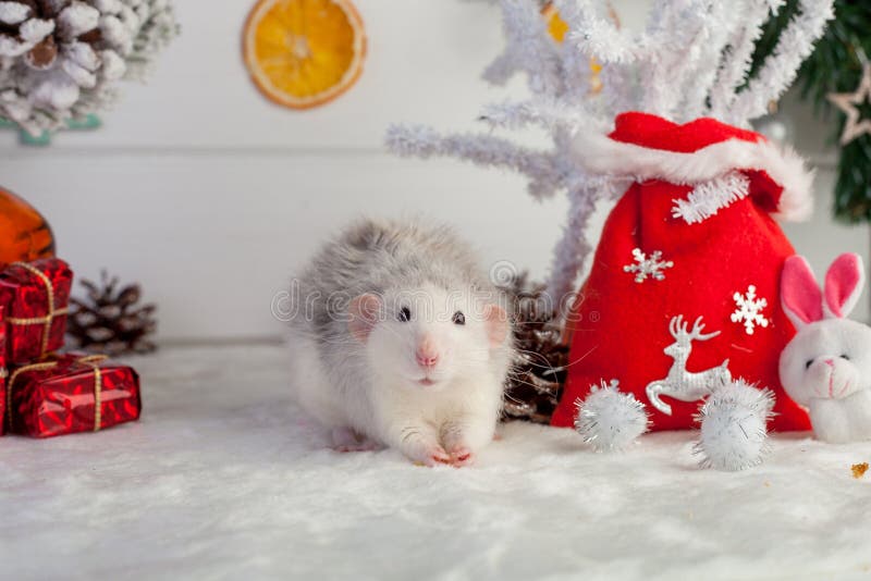 Decorative cute rat on a background of Christmas decorations. Decorative home rat on a background of Christmas decorations royalty free stock image