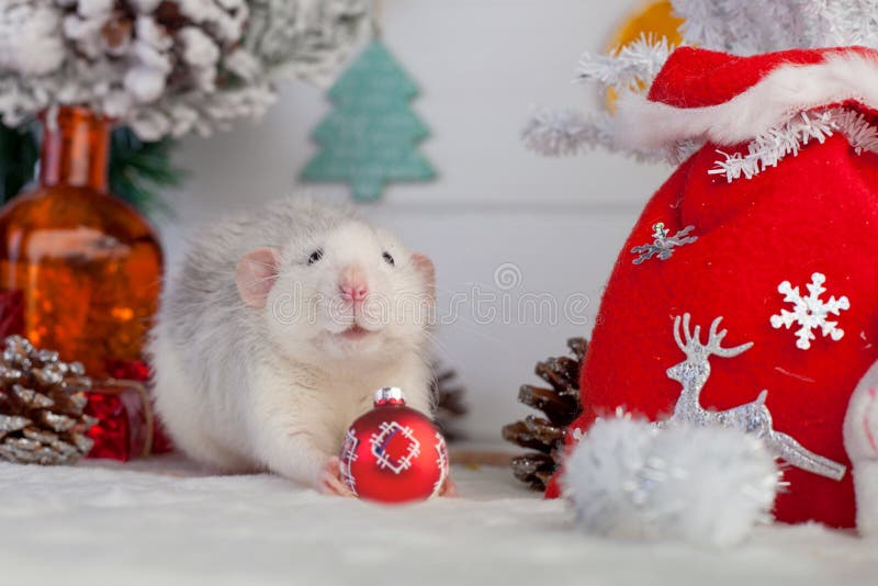 Decorative cute rat on a background of Christmas decorations. Decorative home rat on a background of Christmas decorations stock image