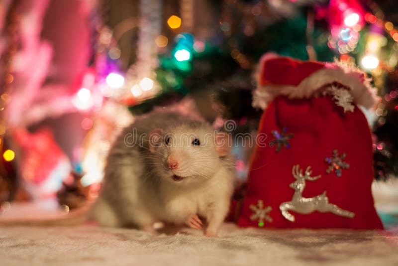Decorative rat on a background of Christmas decorations. Decorative home rat on a background of Christmas decorations royalty free stock photography