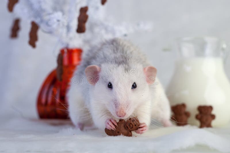Decorative rat eating chocolate chip cookies. On a white background royalty free stock image