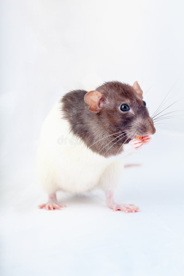 Cute black and white decorative rat eats standing on its hind legs. Isolated on a white background. Decorative rat eats standing on its hind legs. Isolated on a royalty free stock photos