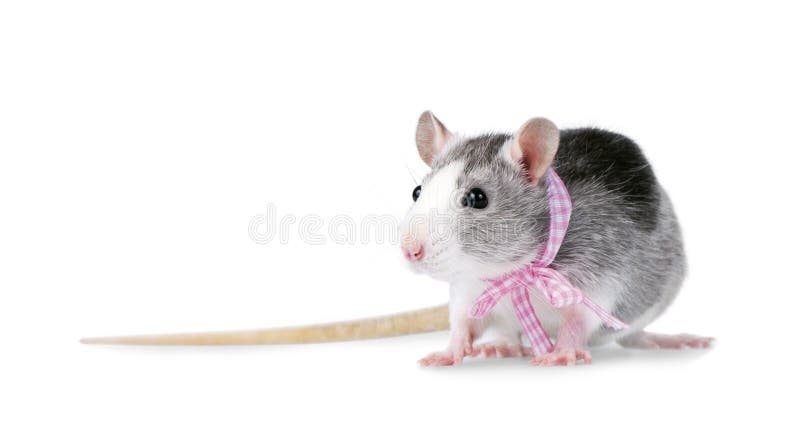 Decorative rat with pink ribbon isolated on white. Decorative rat with pink ribbon standing on white background stock photos