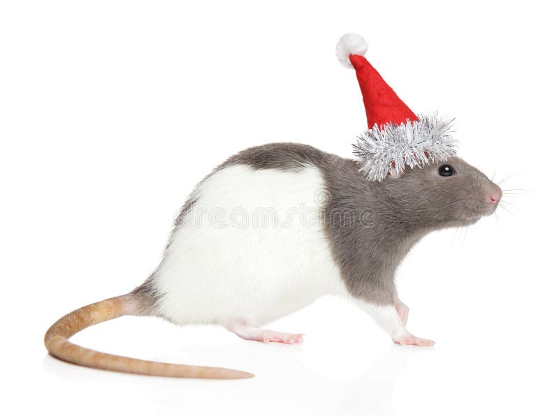 Decorative rat in Santa Red hat. On white background, side view stock images