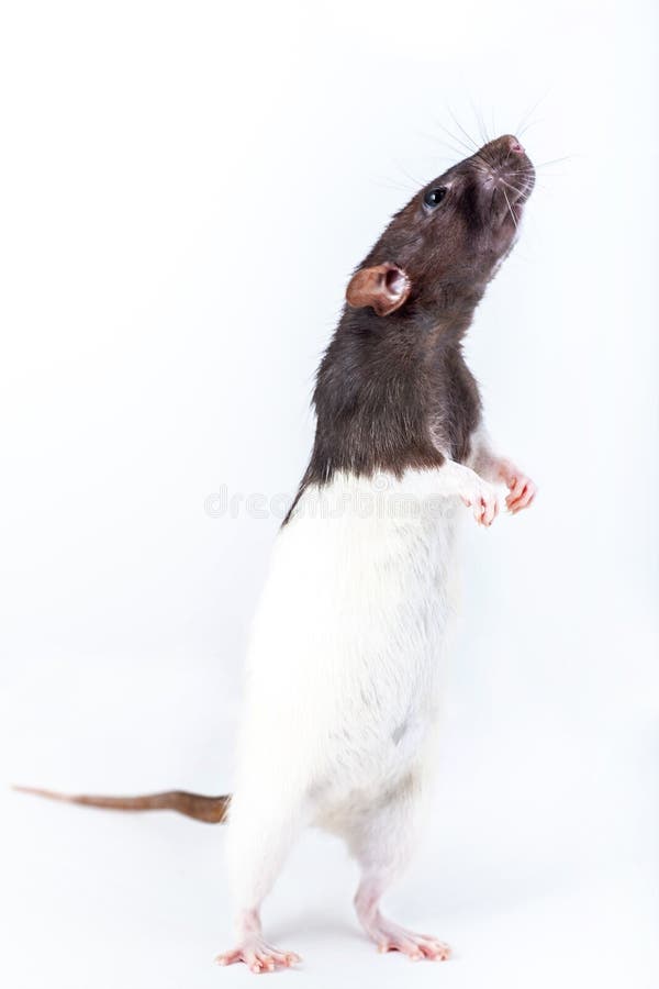 Cute black and white decorative rat standing on hind legs isolated on white background. Decorative rat standing on hind legs. isolated on white background stock photo