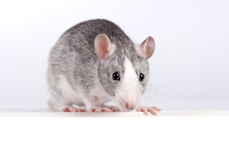 Decorative silver rat over a white banner. With copy space for text royalty free stock images