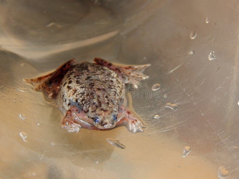 Detail of female Hymenochirus curtipes. Female of western dwarf clawed frog, closeup stock photos