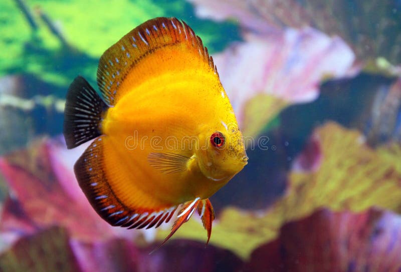Discus aquarium fish royalty free stock images