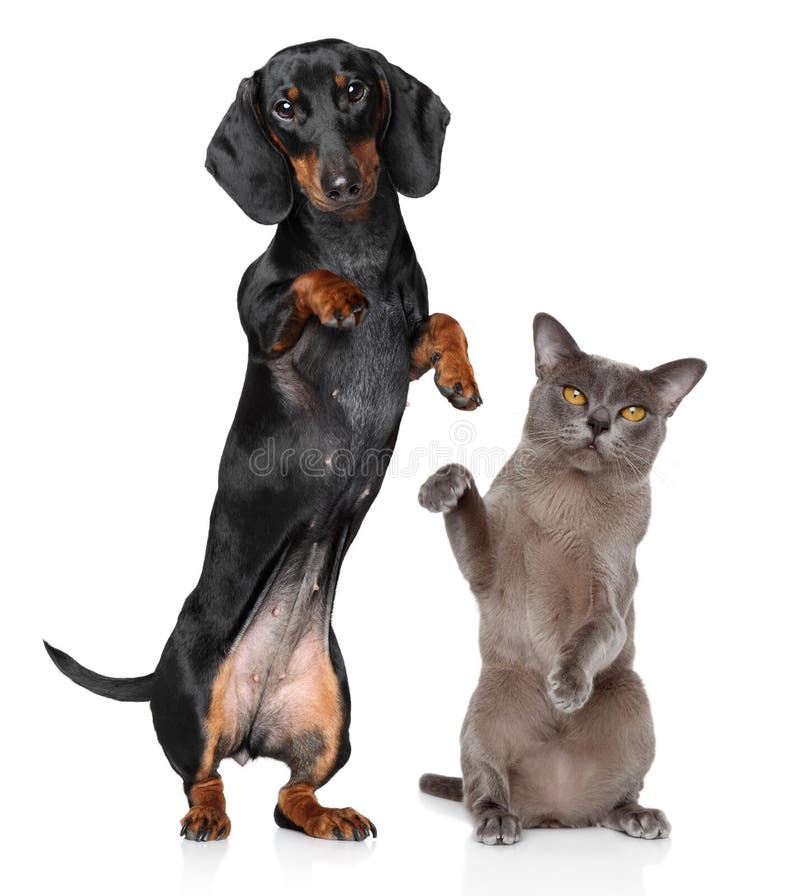 Dog and Cat together, standing on hind legs stock photos