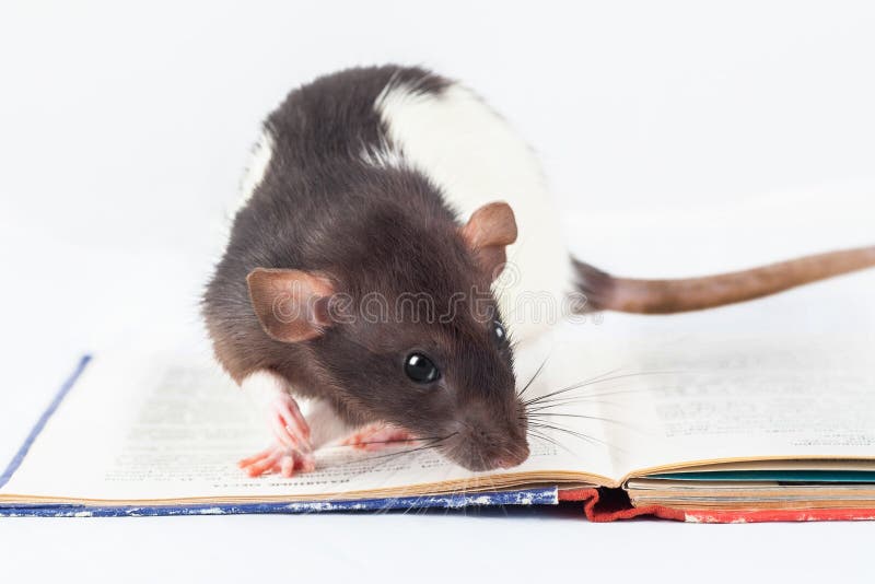 Domestic rat is looking into a book. Decorative rat Isolated on a white background. Rat is looking into a book. Decorative rat Isolated on a white background stock photo