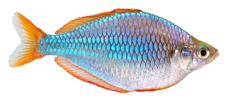 Dwarf Neon Rainbow fish. Isolated on white background. Melanotaenia praecox royalty free stock photos