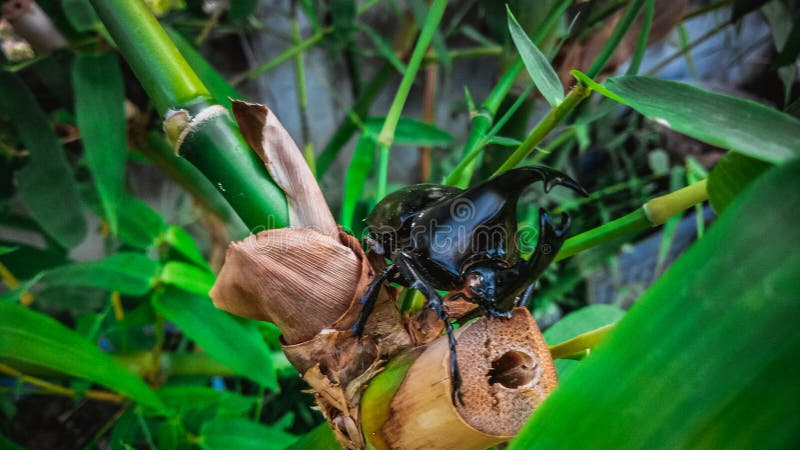 Dynastinae or rhinoceros beetles are a subfamily of the scarab beetle family. Other common names are rhinoceros beetles. – include Hercules beetles, unicorn royalty free stock photos