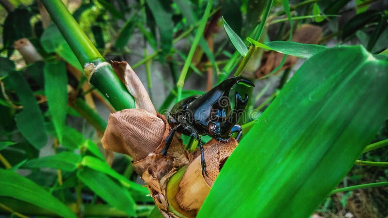 Dynastinae or rhinoceros beetles are a subfamily of the scarab beetle family. Other common names are rhinoceros beetles. – include Hercules beetles, unicorn royalty free stock photography