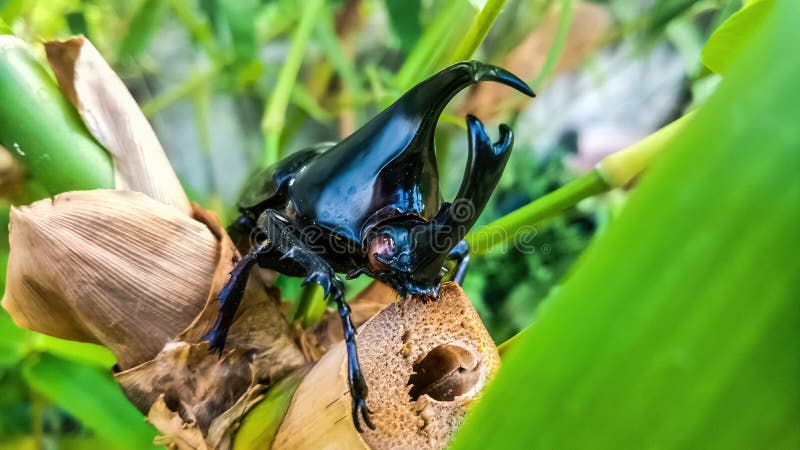 Rhinoceros beetle, Hercules beetle, Unicorn beetle, horn beetle, male on green bamboo. Dynastinae or rhinoceros beetles are a subfamily of the scarab beetle stock photo