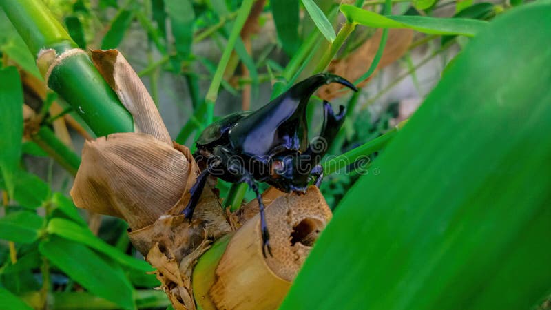 Dynastinae or rhinoceros beetles are a subfamily of the scarab beetle family. Other common names are rhinoceros beetles. – include Hercules beetles, unicorn royalty free stock photos