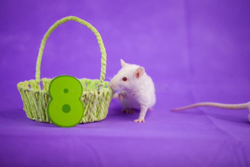 Eight digit. mouse decorative. rat home. symbol of the. Chinese new year 2020. green wicker basket stock image