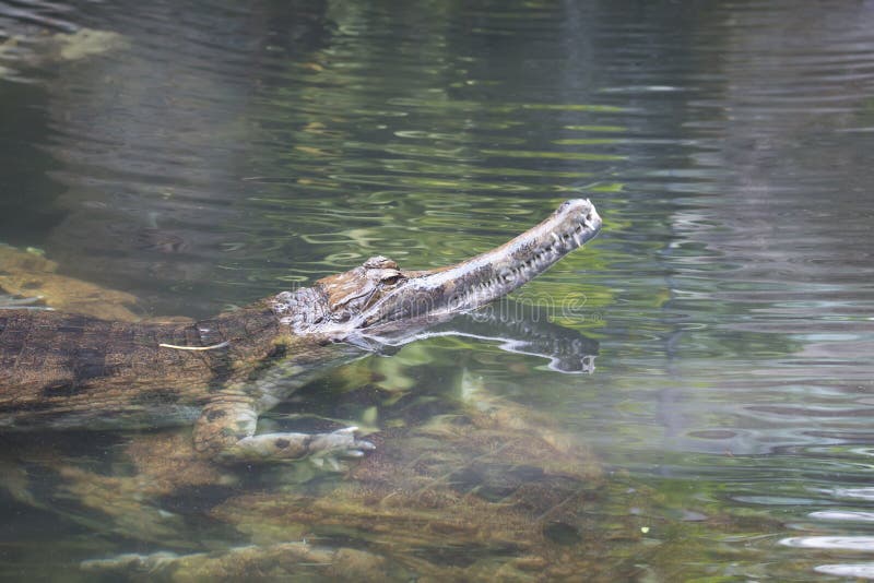 False gharial, Tomistoma schlegelii, water stock photos