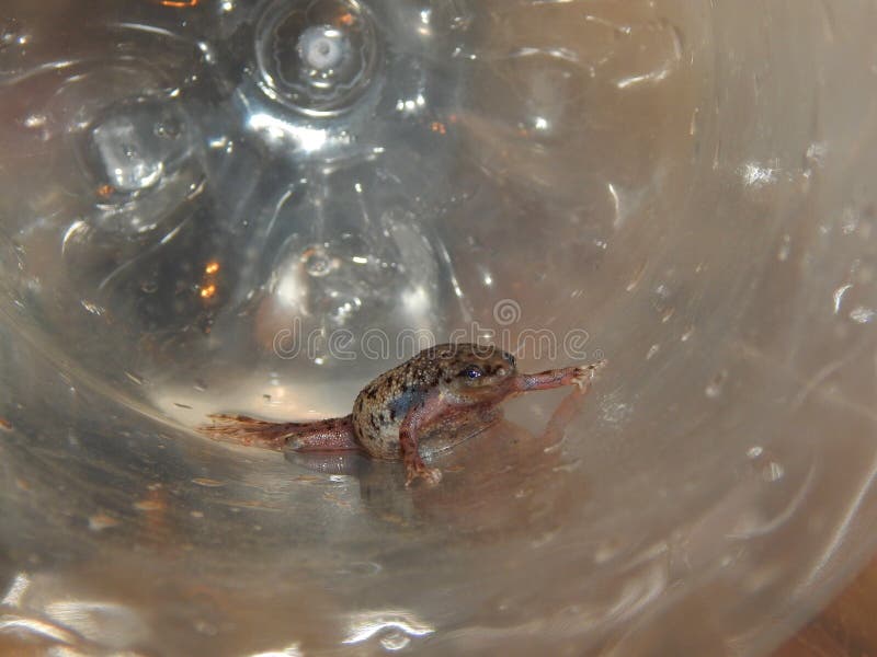 Female of western dwarf clawed frog. Female of Hymenochirus curtipes, closeup stock photos