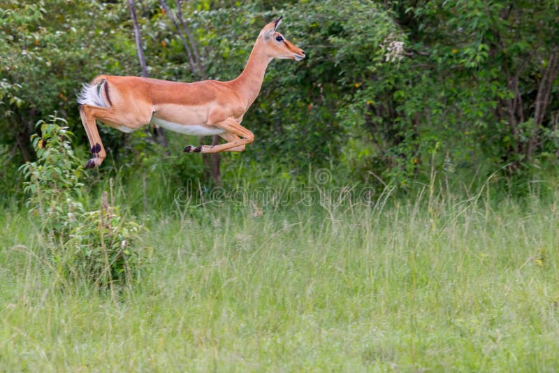 Female Impala Jumping stock image