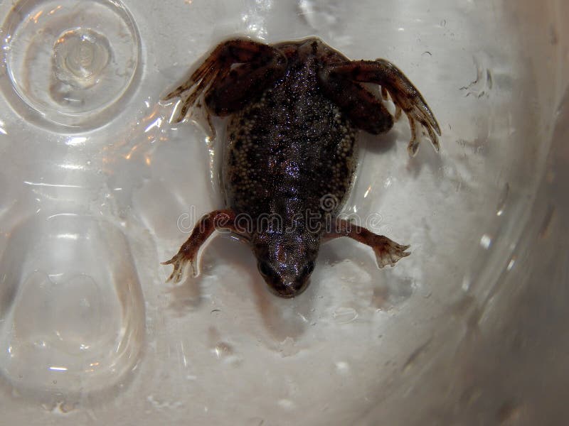 Female of Hymenochirus curtipes. Female of western dwarf clawed frog, closeup royalty free stock photography