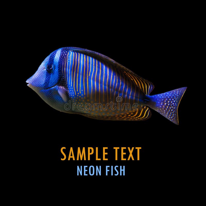 Fish. Neon fish on black background royalty free stock photos