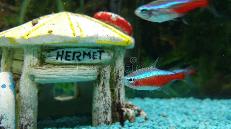 Fish Neon Tetra. Neon Tetra fish in aquarium stock photos