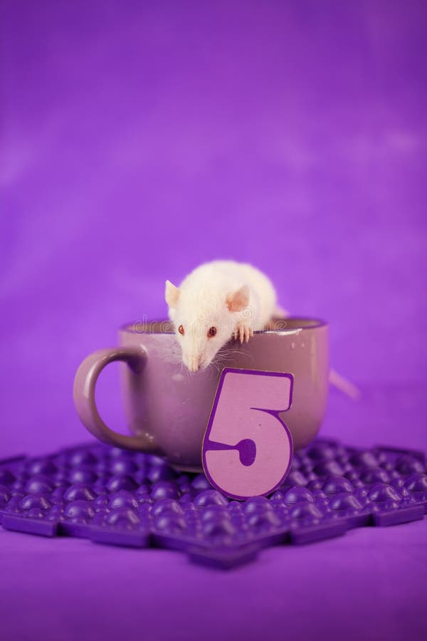 Five digit. mouse decorative. rat home. symbol of the. Chinese new year 2020. tea party royalty free stock images