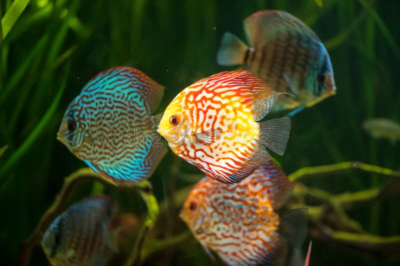 Flock of colorful Discus. Close-up in aquarium royalty free stock photography