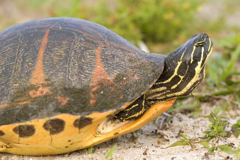 Florida Redbelly Turtle (Pseudemys nelson) royalty free stock images