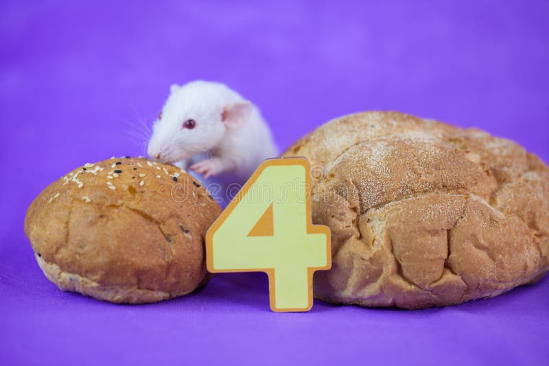 Four digits. mouse decorative. rat home. symbol of the. Chinese new year 2020. bread roll royalty free stock photo