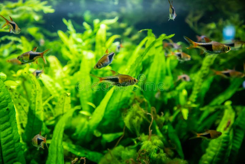 Freshwater tropical neon fish. In aquarium royalty free stock images