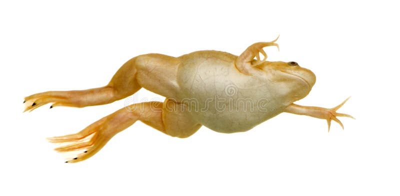 Frog - Xenopus laevis stock photography