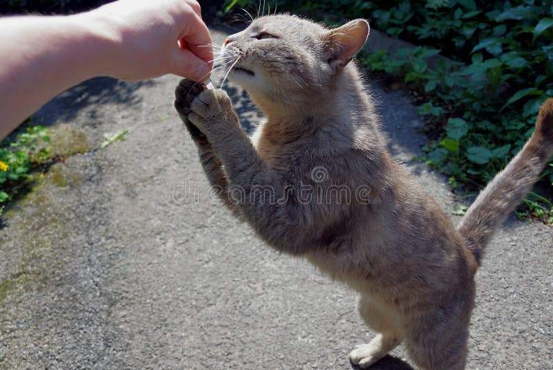 A gray cat on its hind legs stretches to his hand royalty free stock images