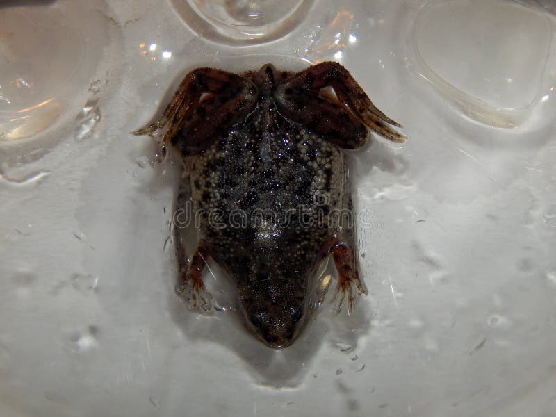 Hymenochirus curtipes female. Female of western dwarf clawed frog, closeup stock photos