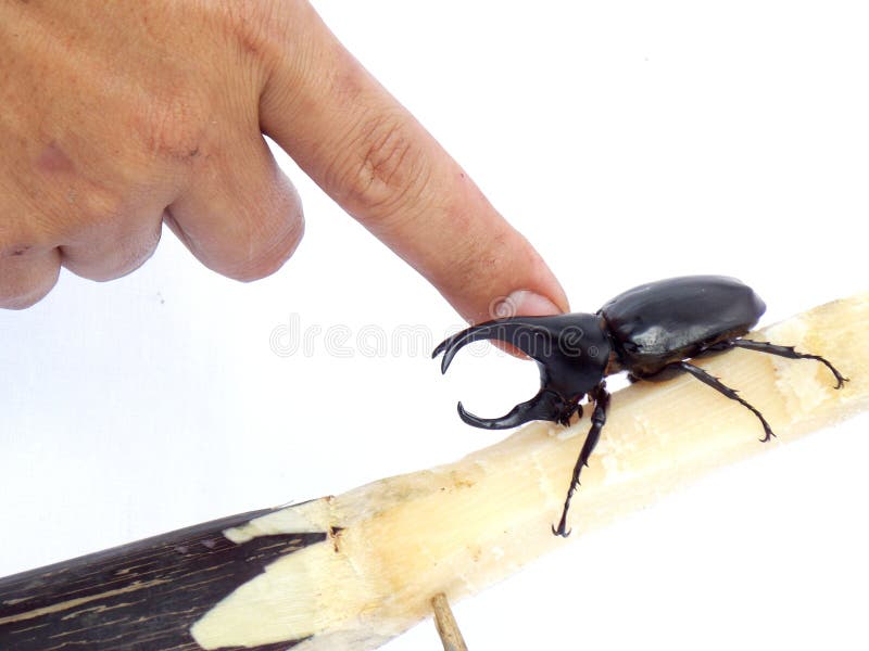 Insect. Dynastinae or rhinoceros beetles are a subfamily of the scarab beetle family. Other common names – some for particular groups of rhinoceros beetles stock photo