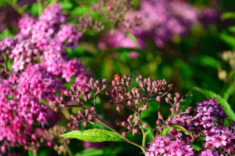 Lady bug on buds of anthony waterer spirea bumalda pink flowering bush horizontal. Anthony waterer spirea, spiraea X bumalda – deciduous slow-growing shrub stock image