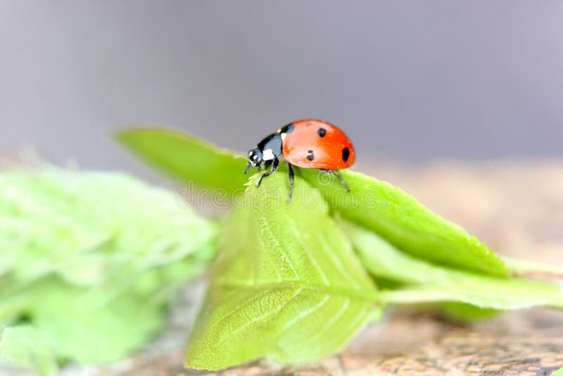 Ladybird. The Coccinellidae are a family of sm