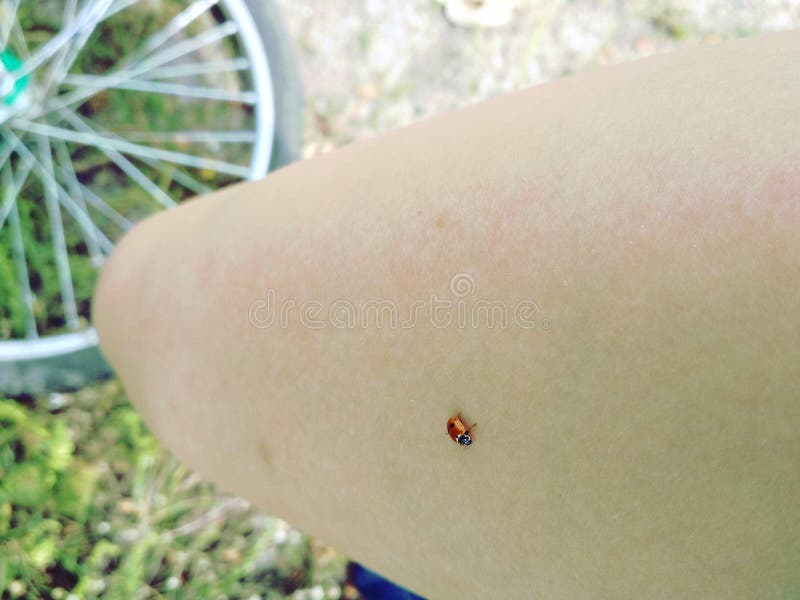 Ladybug on leg during riding bike. Insect on body. Coccinella septempunctata. Ladybug on leg during riding bike. Insect on body. Coccinellidae on girl`s leg royalty free stock photography