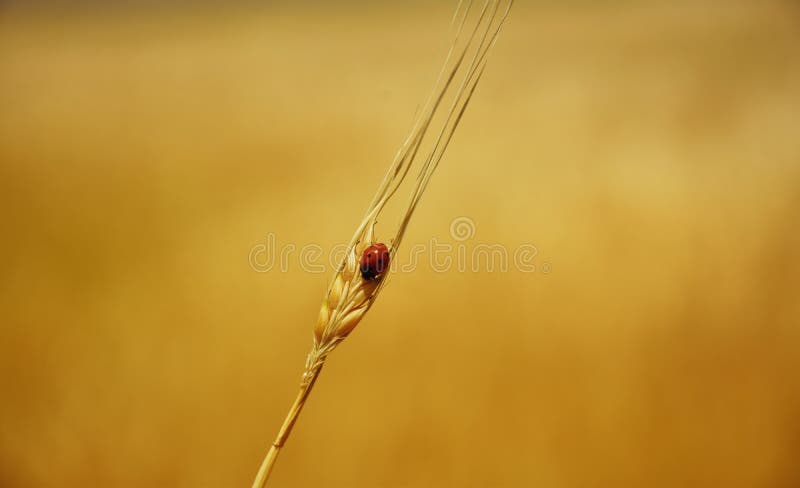 Ladybird on a wheat stalk. Ladybugs in North America and ladybirds in Britain and other parts of the English-speaking world. Entomologists prefer the names royalty free stock photo