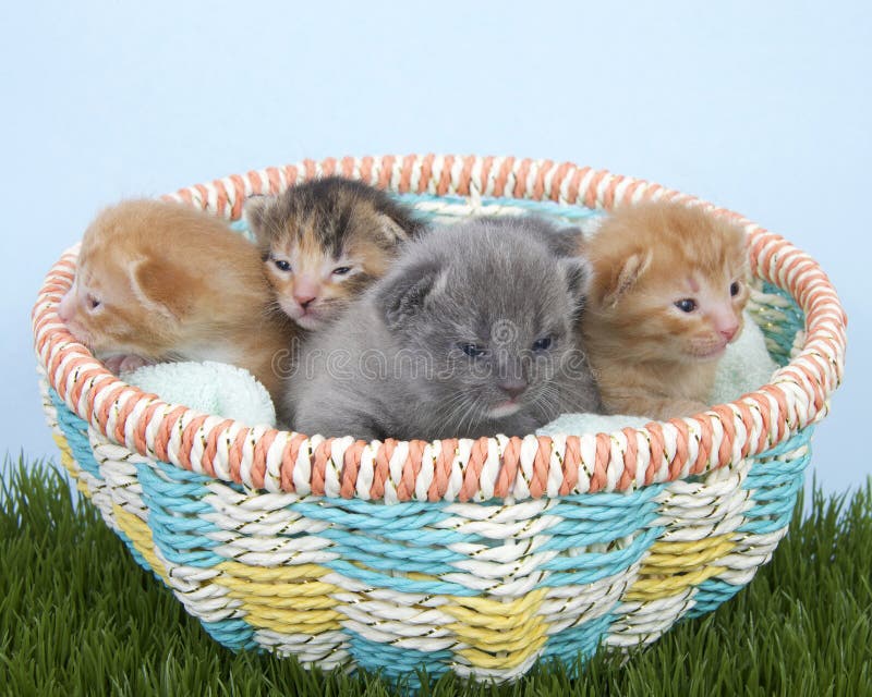Litter of newborn kittens two weeks old in a basket stock photo