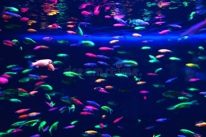 Lots of small neon fish in the aquarium. Lots of small bright neon fish in the aquarium stock photography