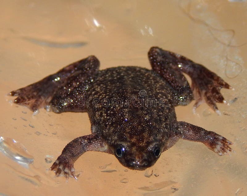 Western dwarf clawed frog male. Male of Hymenochirus curtipes, western dwarf african frog royalty free stock photography