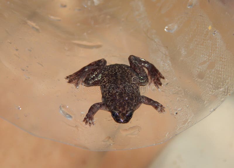 Male of Western dwarf clawed frog. Male of Hymenochirus curtipes, western dwarf african frog stock photography