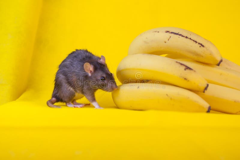 Mouse decorative black and a bunch of bananas. the rat is. Home on the yellow . symbol of the Chinese new year 2020 royalty free stock photos