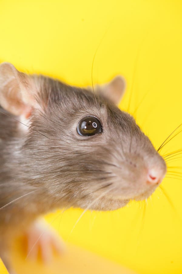 Mouse decorative h. rat home on a yellow background. Symbol of the Chinese new year 2020 stock photography